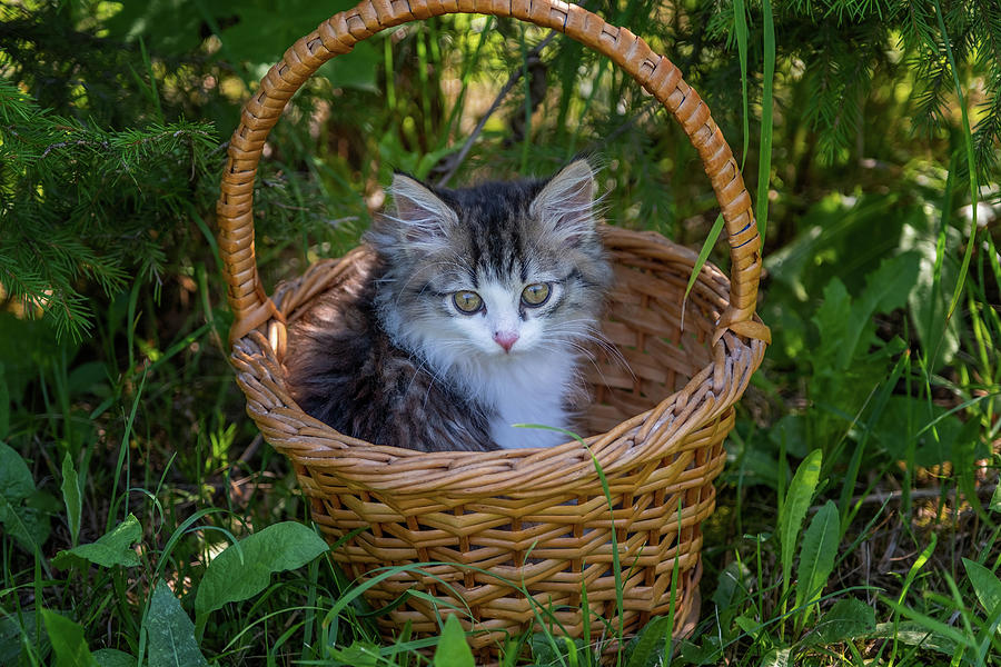 Siberian kitten portrait in the basket Photograph by Mikhail Kokhanchikov
