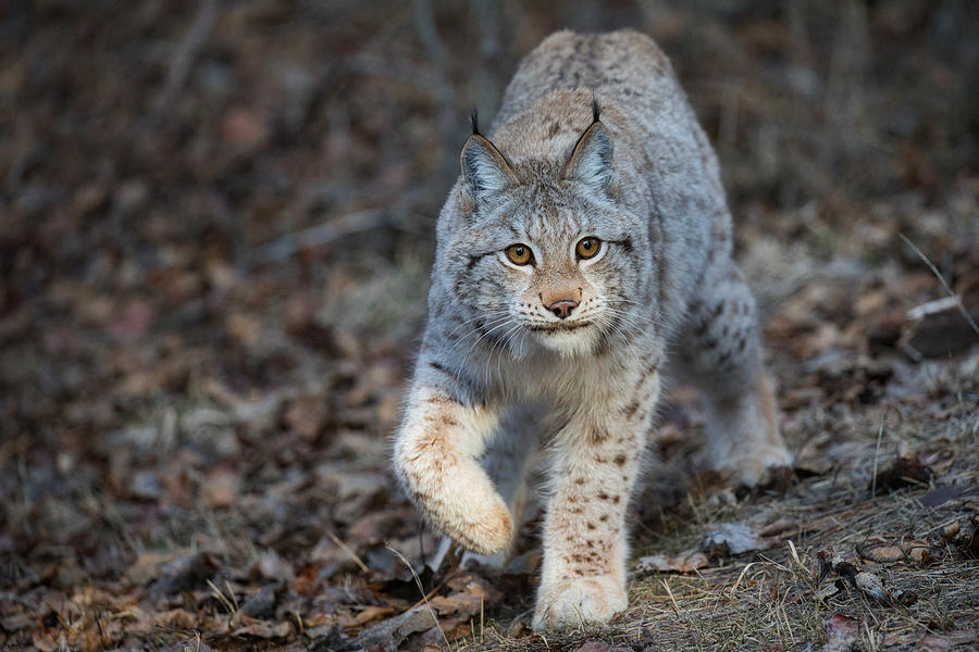 Siberian Lynx Hunting Photograph by David Garcia-Costas - Fine Art America