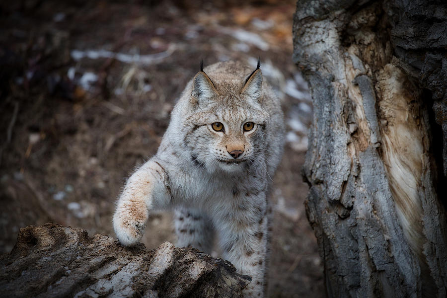 Siberian Lynx Scouting Photograph by David Garcia-Costas - Fine Art America