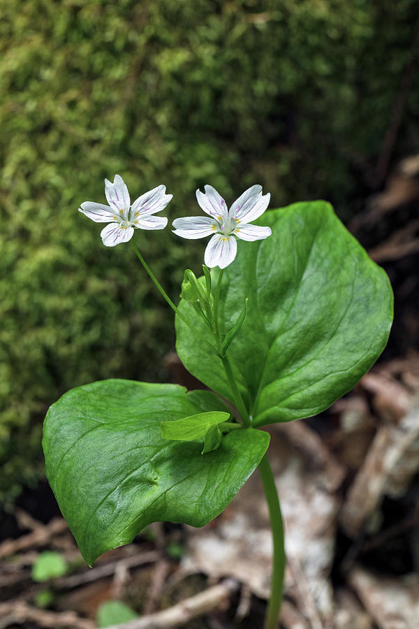 Siberian Miners Lettuce - Claytonia sibirica - Flowers and Leaves Photograph by Michael Russell