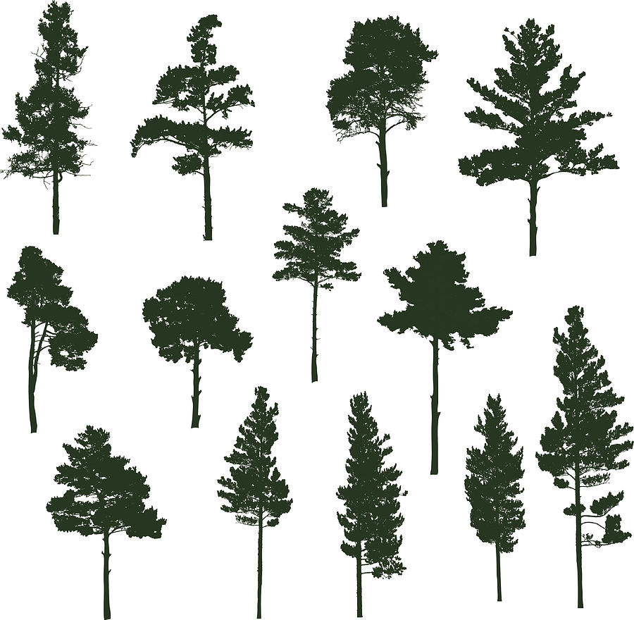 Siberian Pine tree Drawing by LuVo