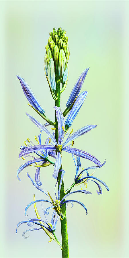 Siberian Scilla Photograph By Marcia Colelli Fine Art America