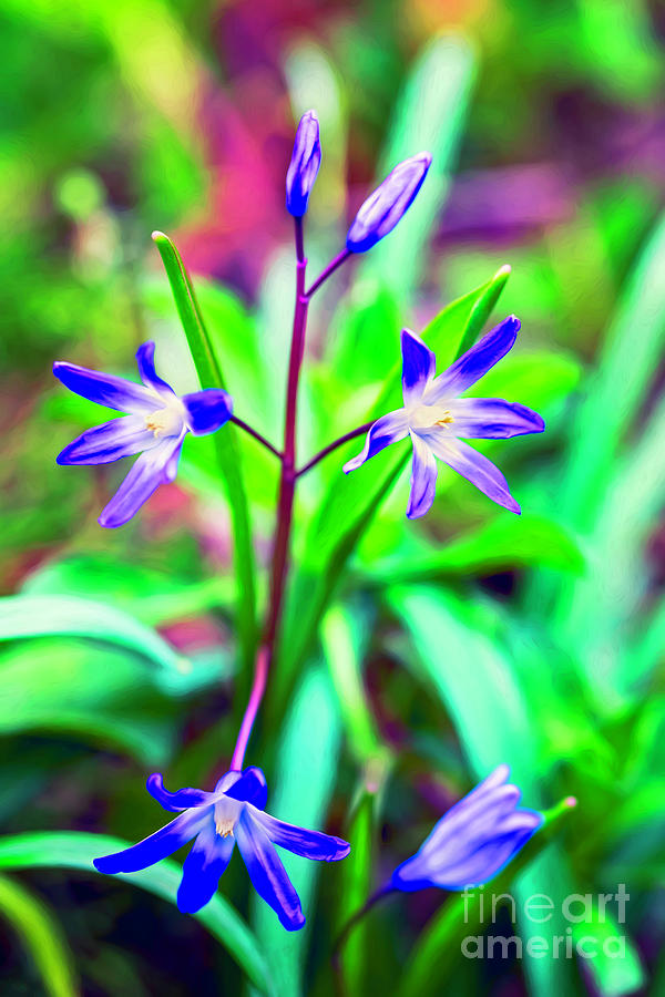 Siberian Squill Flower Photograph by Adrian Evans