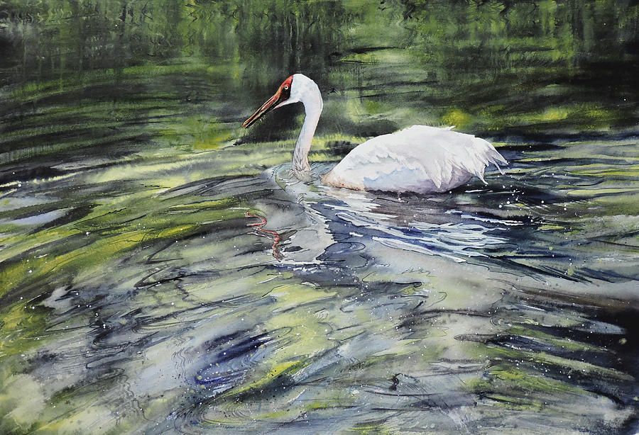 Crane Painting - Siberian Swimming by Vicky Lilla