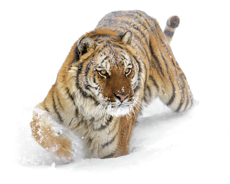 Siberian Tiger 1 Photograph