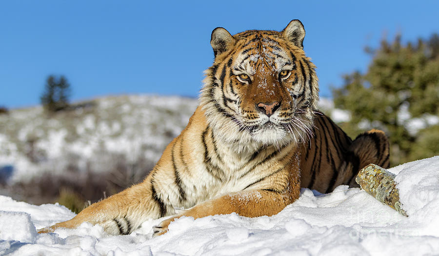 Siberian Tiger 3 Photograph by Jerry Fornarotto