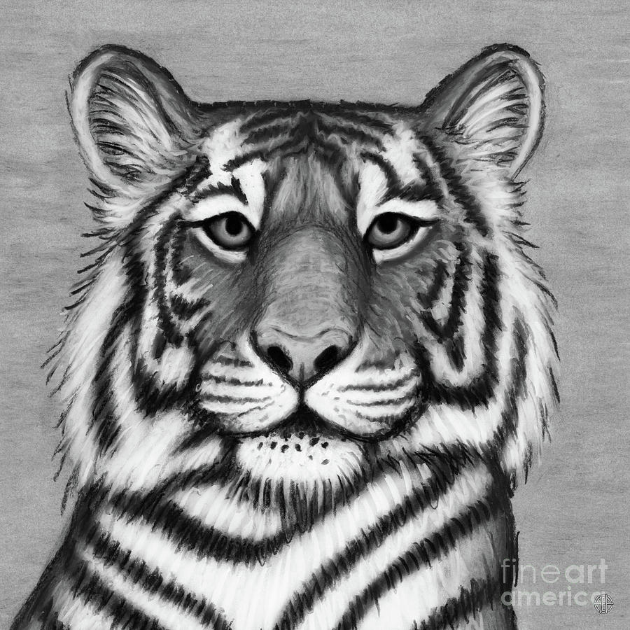 Siberian Tiger. Black and White Drawing by Amy E Fraser