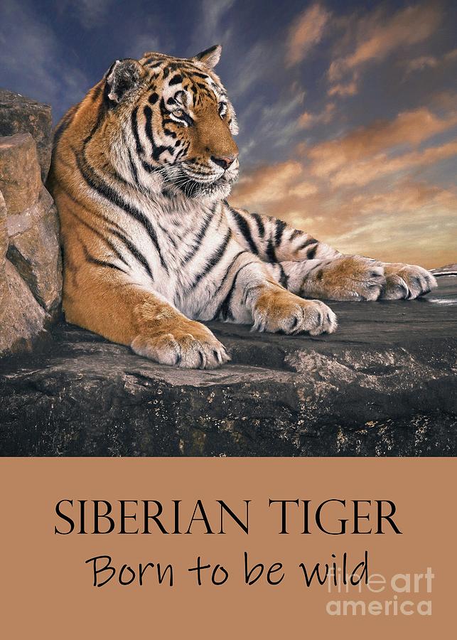 Siberian Tiger - Born To Be Wild Artwork Digital Art by Philip Preston