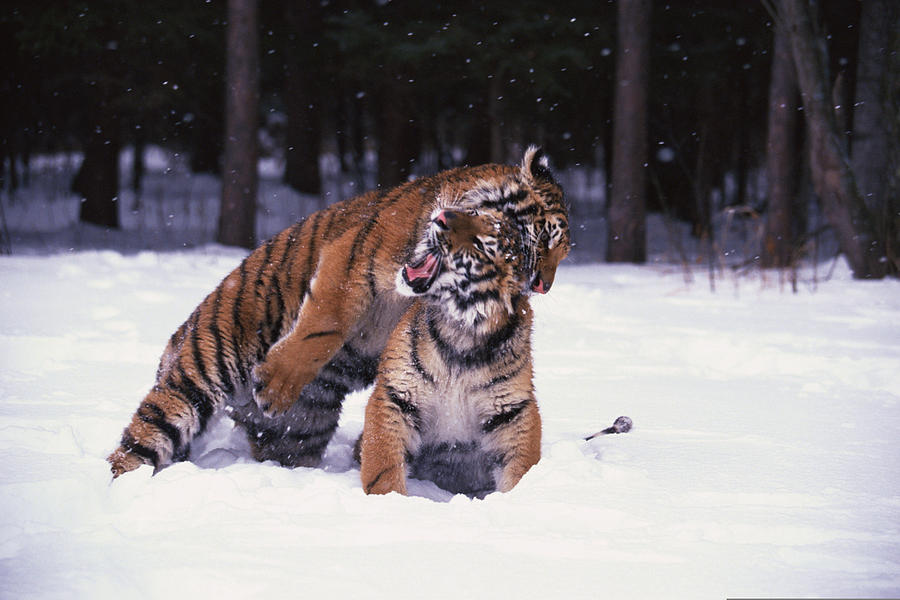 Siberian tiger cubs playing in snow , Siberia Photograph by Comstock Images