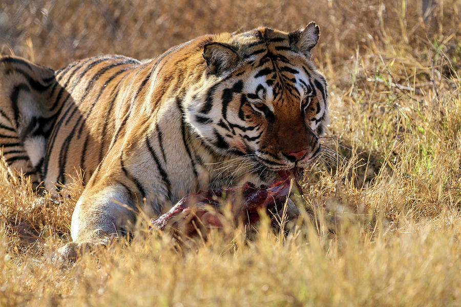Siberian Tiger Eating Photograph by Dawn Richards