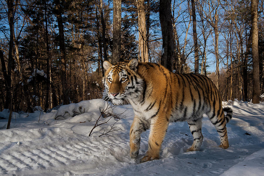 Siberian Tiger Photograph by Emmanuel Rondeau | Fine Art America