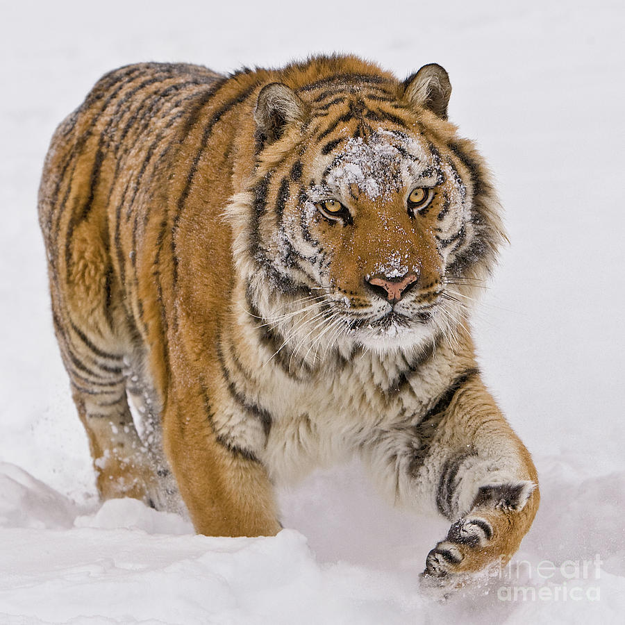 Siberian Tiger in Snow Photograph by Jerry Fornarotto