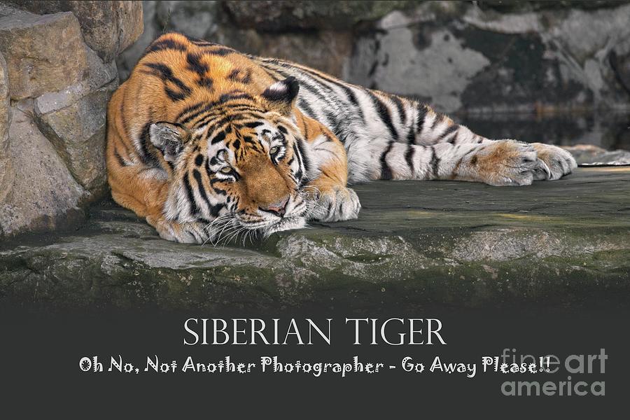Siberian Tiger - Oh No Photograph by Philip Preston