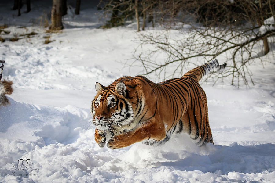 Siberian Tiger On The Hunt Photograph By Holly Cannon - Fine Art America