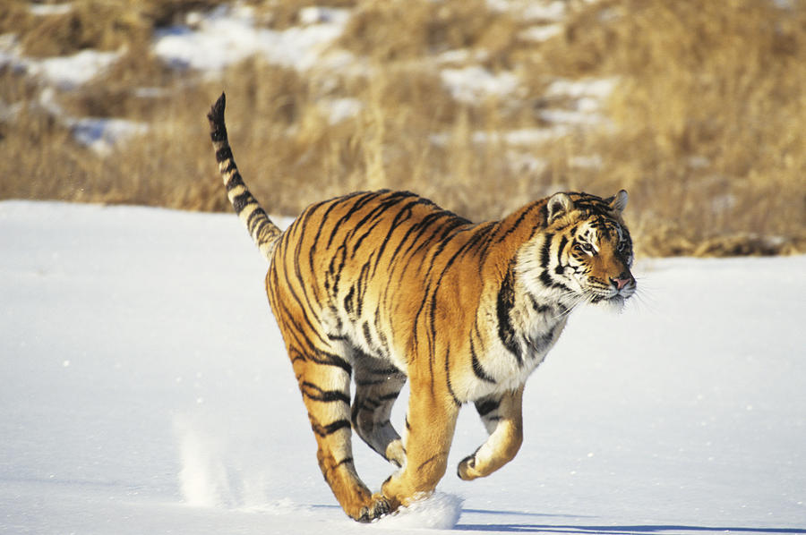 Siberian tiger (Panthera tigris altaica) running Photograph by Tom Brakefield