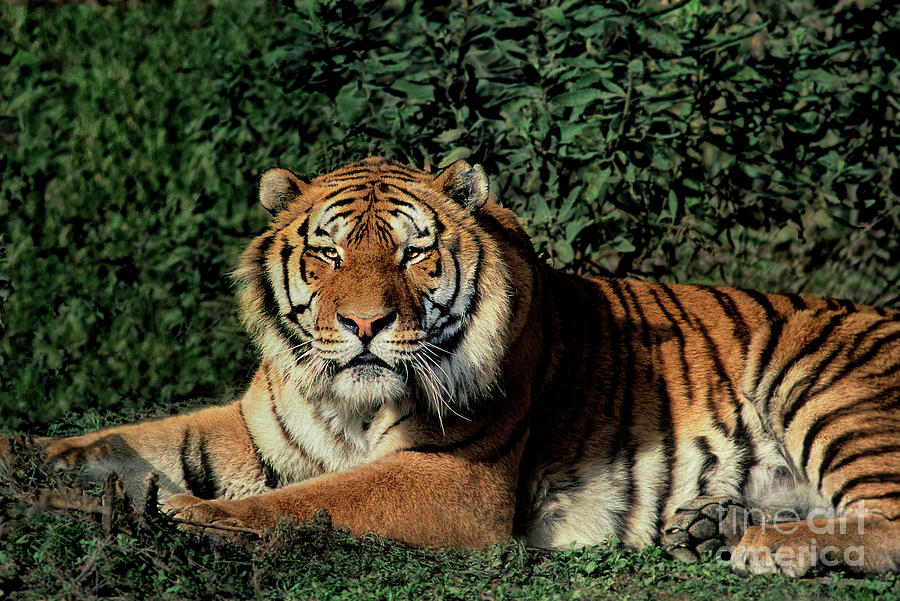 Siberian Tiger Panthera Tigris Altaicia Wildlife Resc Photograph by Dave Welling