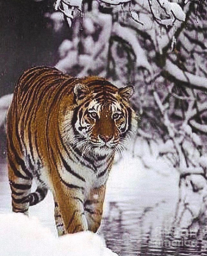 Siberian Tiger Photograph by Nehemiah Art - Fine Art America