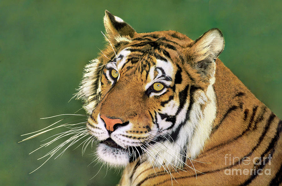 Siberian Tiger Portrait Endangered Species Wildlife Rescue Photograph by Dave Welling