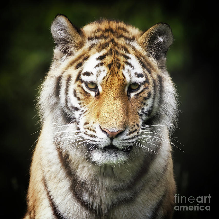 Siberian Tiger portrait Photograph by Jane Rix