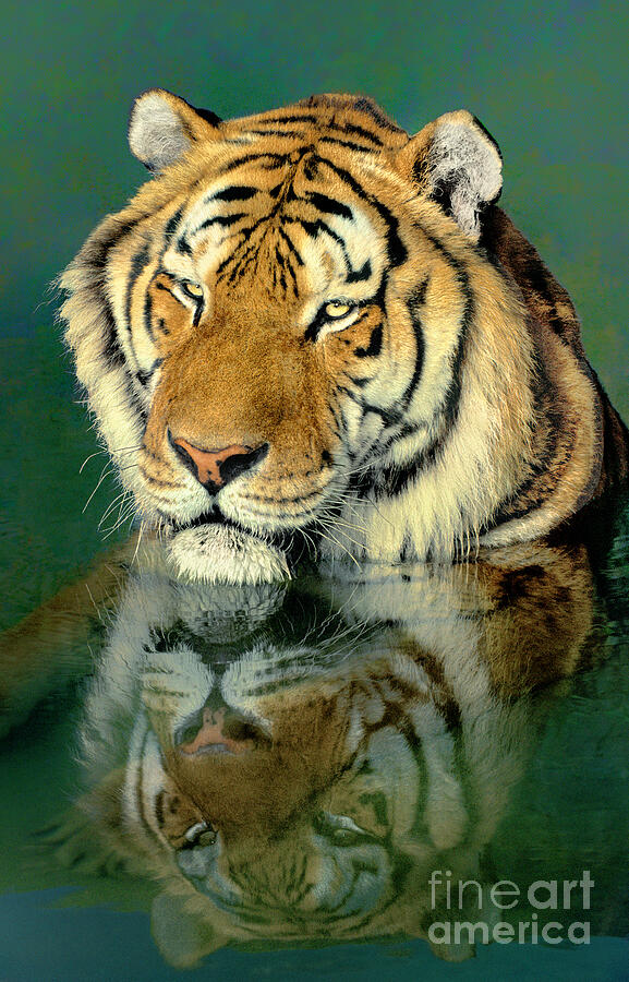 Siberian Tiger Reflection In Pond Photograph by Dave Welling