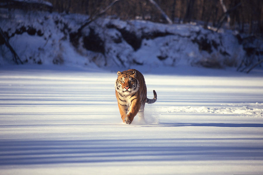 Siberian tiger running through snow Photograph by Comstock Images