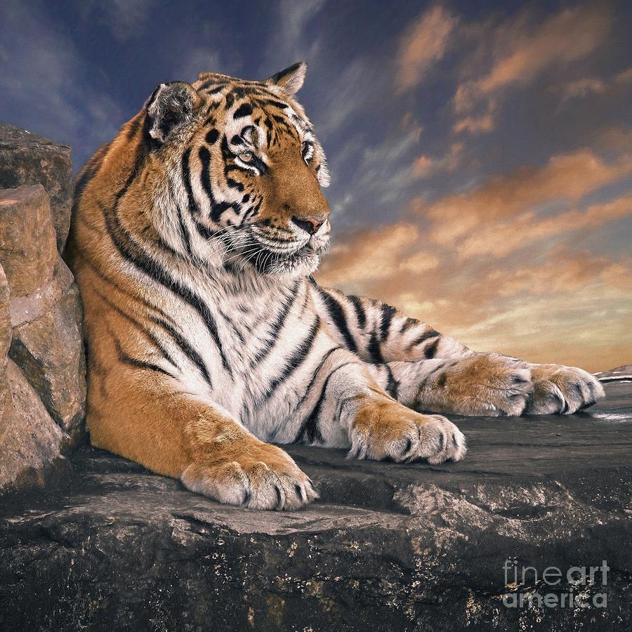 Siberian Tiger Sunset Photograph by Philip Preston