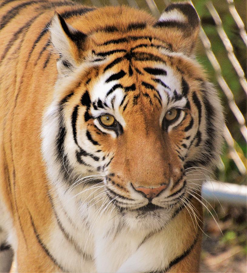 - Siberian Tiger Photograph by THERESA Nye