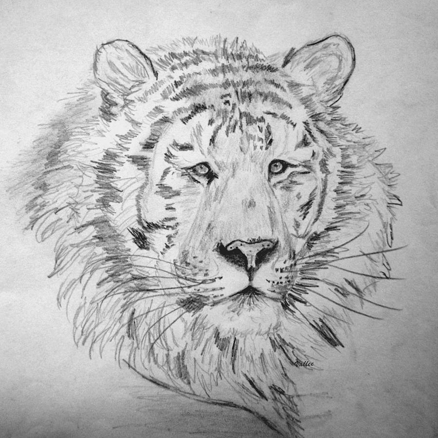 Siberian Tiger Drawing by Vallee Johnson