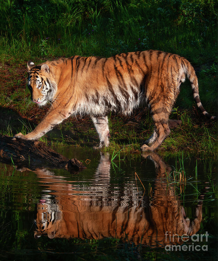 Siberian Tiger With Reflection In Water Photograph By Melody Watson 