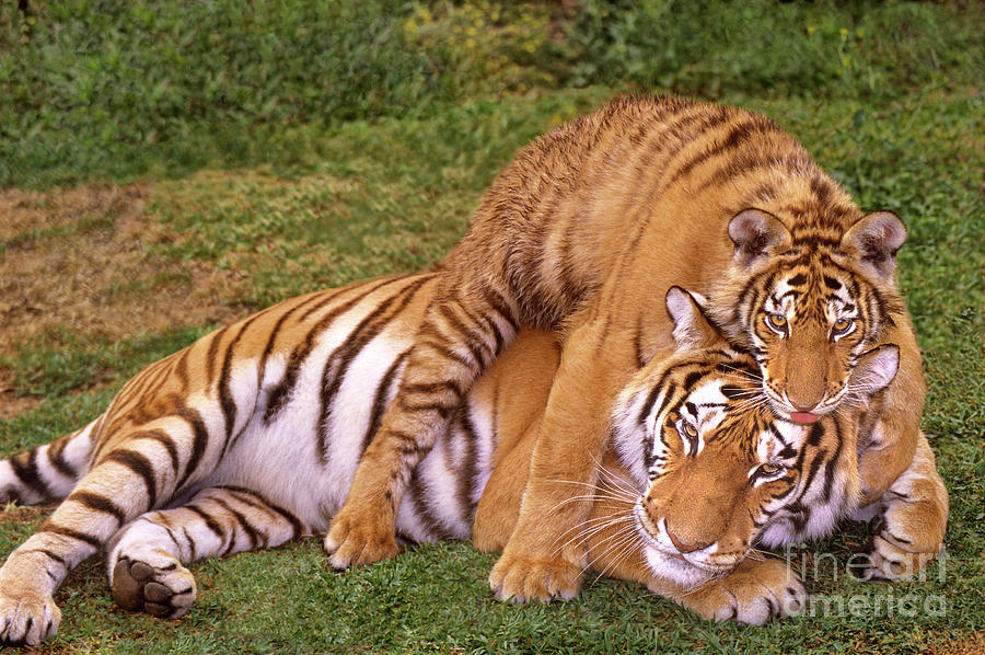 Siberian Tigers Parenting Is A Challenge Photograph by Dave Welling