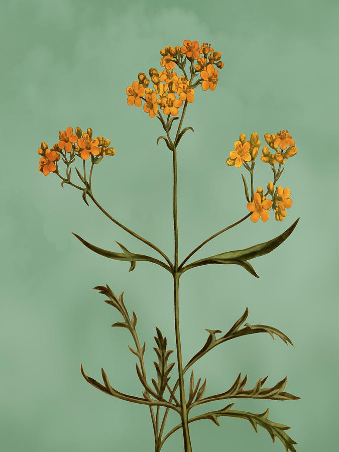 Siberian valerian Flower on Misty Green With Dry Brush Effect Mixed Media by Movie Poster Prints
