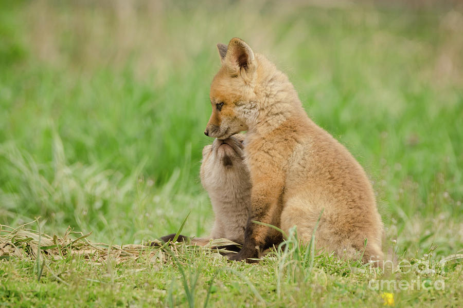 Sibling Kisses - Baby Red Fox Animal / Wildlife Photograph Photograph ...