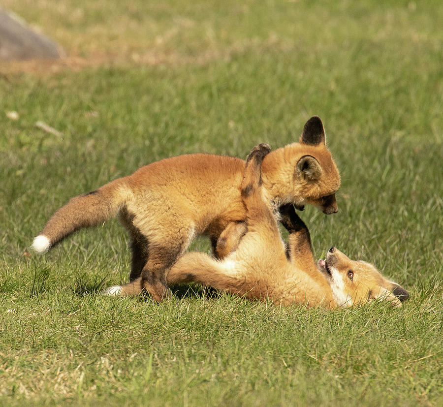 Sibling Play Time Photograph by Denise Jacques-Babineau