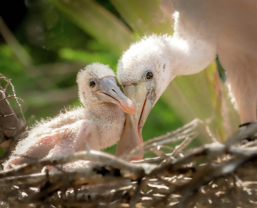 Pink Birds Photograph - Sibling Roseate Spoonbills by Rebecca Herranen