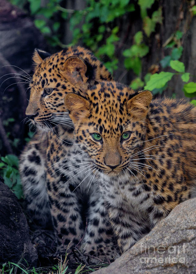 Siblings by Annerose Walz Siblings by Annerose Walz