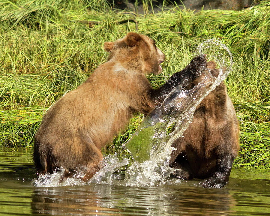 Siblings at Play Photograph by Lois Lake - Fine Art America