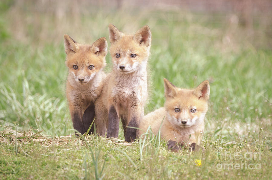 Siblings Baby Red Foxes in Field Animal / Wildlife Photograph Photograph by PIPA Fine Art