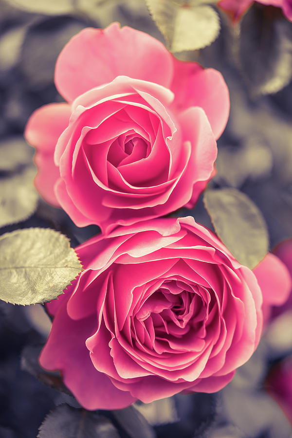 Siblings In Pink Photograph by RC Studio - Fine Art America