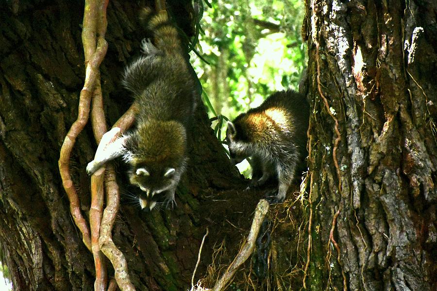 Siblings Raccoons Photograph by Christopher Mercer
