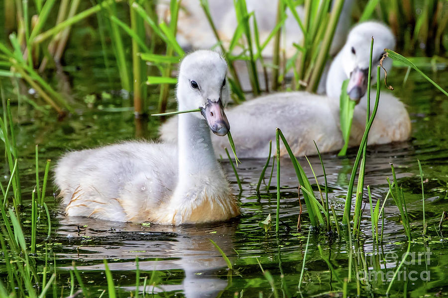 siblings-photograph-by-richard-chasin-fine-art-america