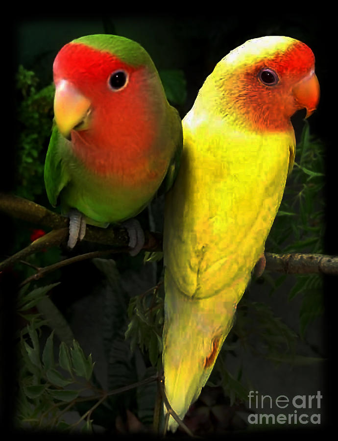 Sick Parrot Duo Photograph by Al Bourassa
