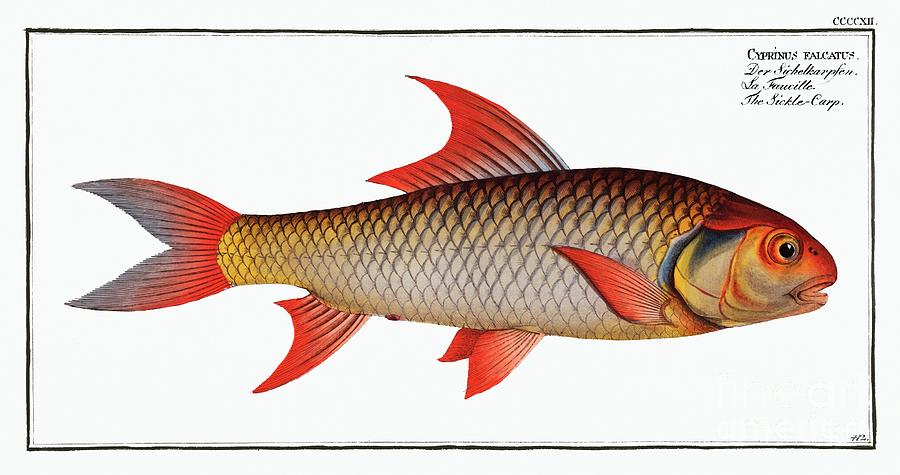 Sickle-Carp Cyprinus falcatus from Ichtylogie, or Natural History ...