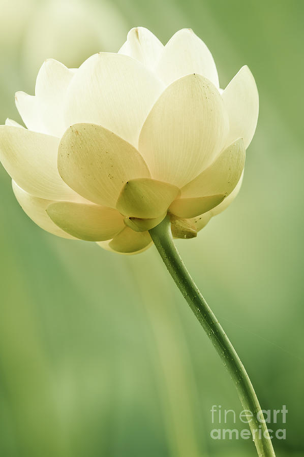Siddharthas Lotus FL9538 Photograph by Mark Graf