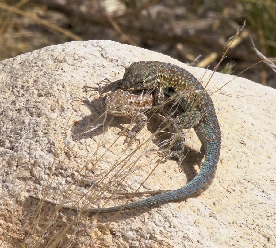 Side-blotched Lizard Photograph by Dennis Boyd