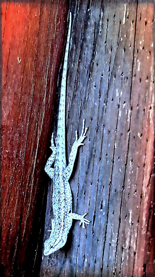 Side-Blotched Lizard Photograph by Judy Kennedy