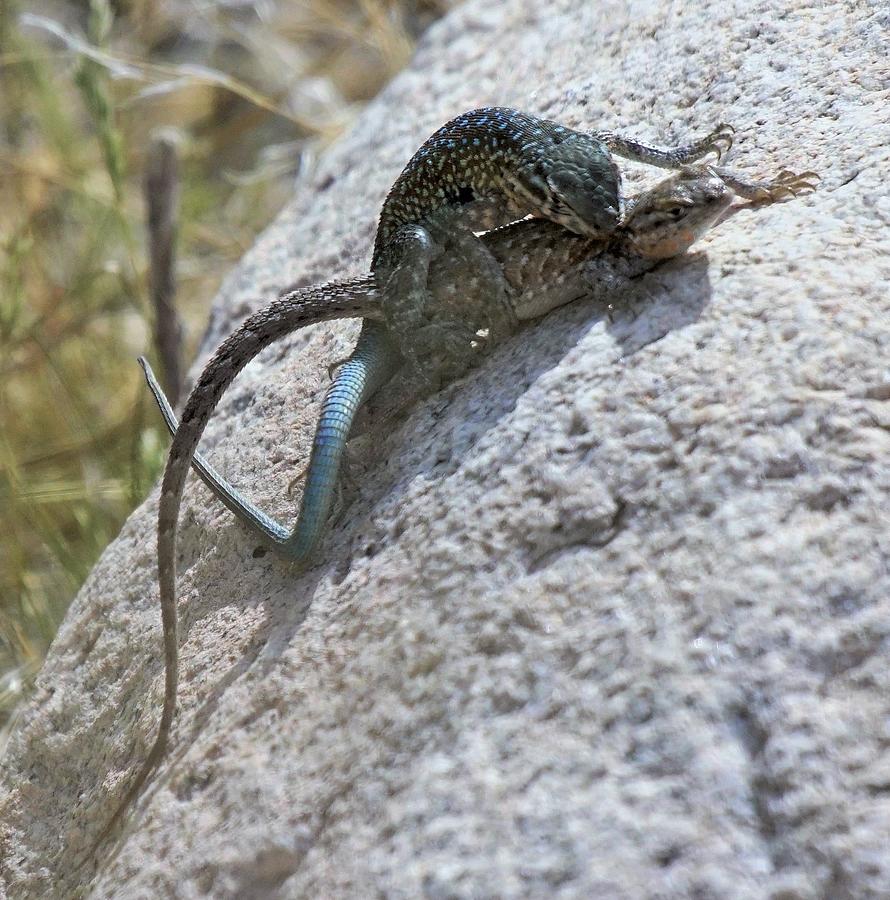 Side-blotched Lizards Photograph by Dennis Boyd