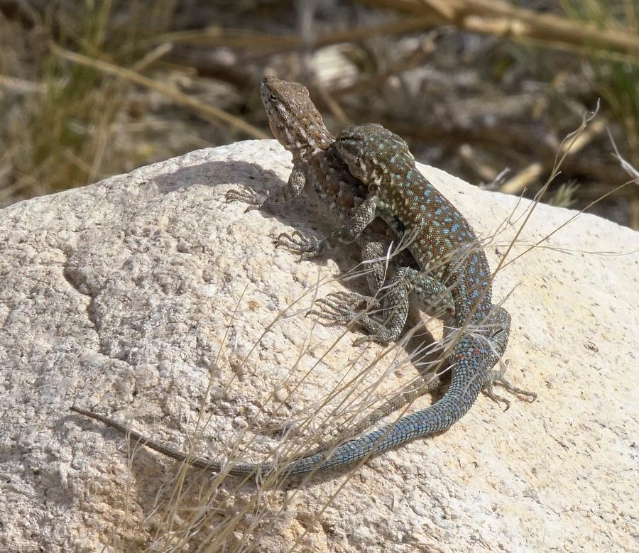 Side-blotched Lizards Mating Photograph by Dennis Boyd
