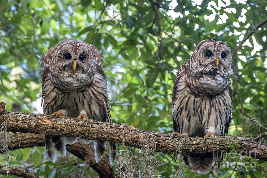 Side by Side Owls Photograph by Tom Claud