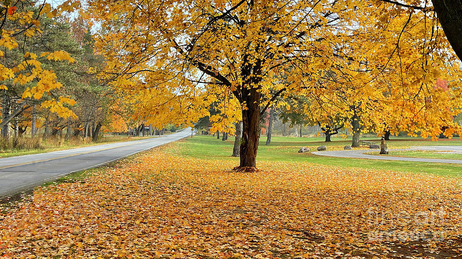 Tree Photograph - Side Cut Park Fall Color 4133 by Jack Schultz