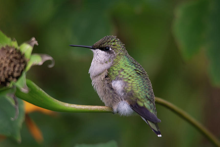 Side Eye Photograph by Diana Kinkor - Fine Art America